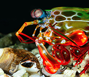 Peacock mantis shrimp